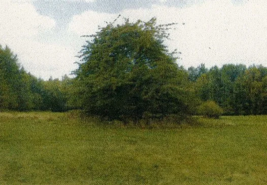 Třešeň v Horní Brusnici